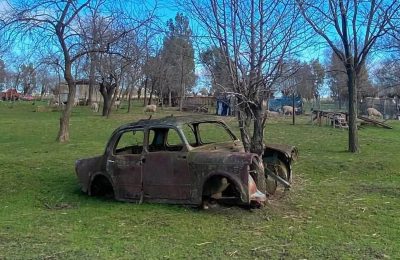 Un árbol y un automóvil en Las Martinetas…