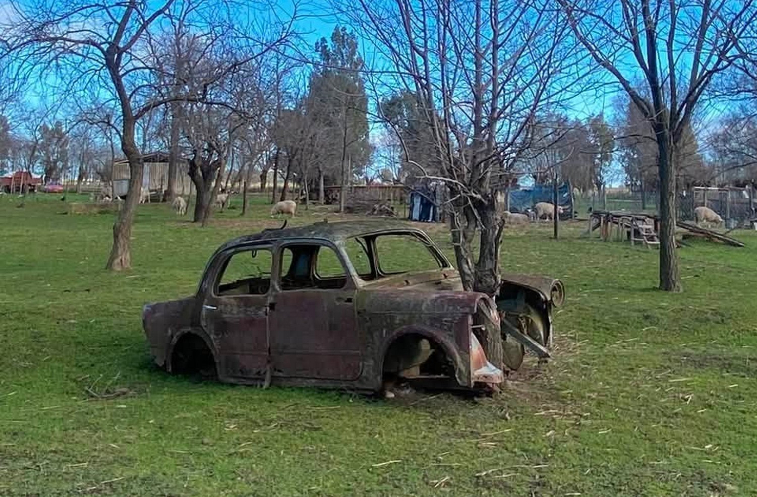 Un árbol y un automóvil en Las Martinetas…